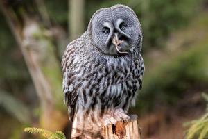 Grey owl portrait while eating a mouse photo