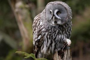 Grey owl portrait while eating a mouse photo