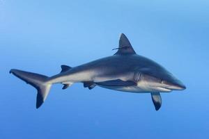 shark attack underwater photo