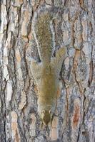 grey squirrel looking at you photo