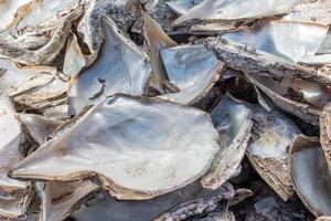 fábrica de perlas en el mar foto