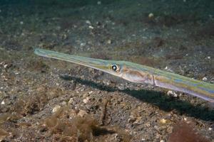 Cornet Trumpet Fish Fistularia commersonii photo