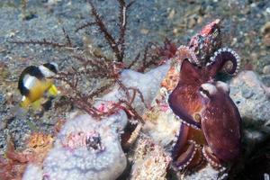 coconut octopus underwater portrait outside nest photo