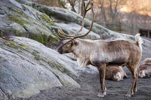 reindeer portrait in winter snow time photo