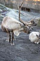 reindeer portrait in winter time photo