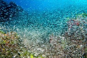 bola de cebo gigante de peces de vidrio que se mueve bajo el agua foto