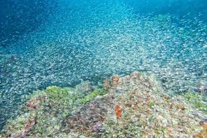 bola de cebo gigante de peces de vidrio que se mueve bajo el agua foto