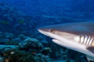 A grey shark jaws ready to attack underwater close up portrait photo