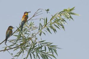 Bee eater on the tree photo