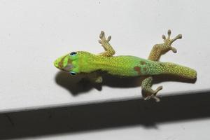 gecko de día de polvo de oro mientras te mira foto