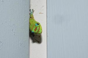 Gold dust day gecko while looking at you photo