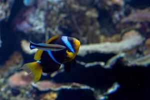 Clown fish and cleaner fish photo