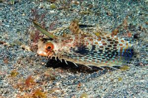 Dactylopterus volitans flying fish portrait photo