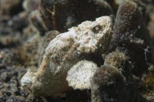 white scorpion fish photo