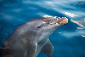 dolphing smiling eye close up portrait photo