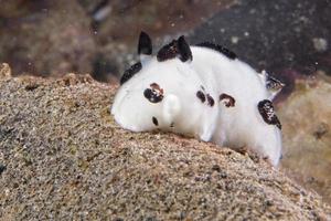 White and black Nudibranch while diving indonesia photo