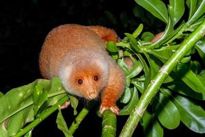 cuscus mono endémico de indonesia foto