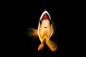 Clown fish while looking at you on the black background photo