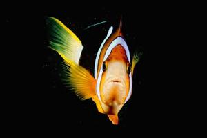 Clown fish while looking at you on the black background photo