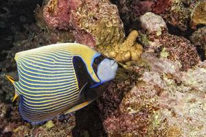 Adult Emperor angel fish photo