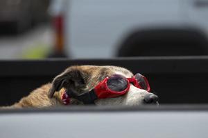 dog with glasses photo