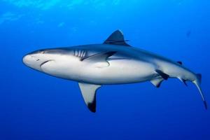 A grey shark jaws ready to attack underwater close up portrait photo