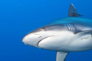 un tiburón gris mandíbulas listas para atacar bajo el agua retrato de cerca foto