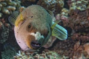 colorful ball puffer fish on the reef background photo