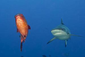 A grey shark jaws ready to attack underwater close up portrait photo