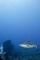 un tiburón gris mandíbulas listas para atacar bajo el agua retrato de cerca foto