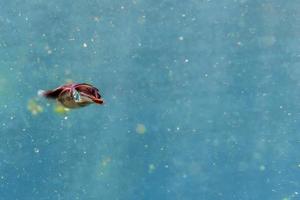 Squid cuttlefish underwater close up photo