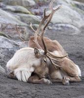reindeer portrait in winter time photo