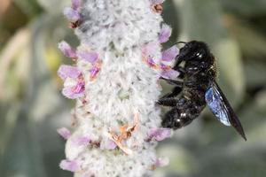 black hornet while sucking pollen photo
