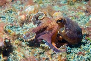 coconut octopus underwater macro portrait on sand photo