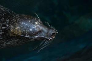 monk seal relaxing on surface photo