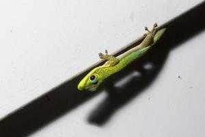 Gold dust day gecko while looking at you photo