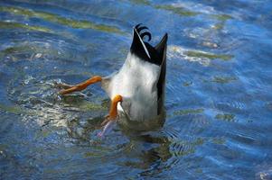 A duck while diving photo