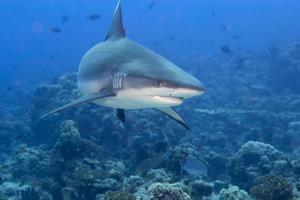 un tiburón gris mandíbulas listas para atacar bajo el agua retrato de cerca foto