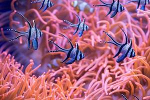cardinal fish detail close up while diving photo