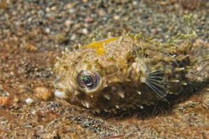 Yellow young puffer fish photo