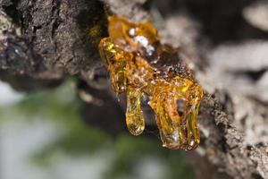 tree natural amber resin photo