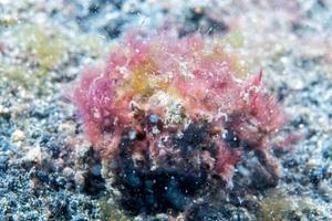 Anemone crab in indonesia while diving photo