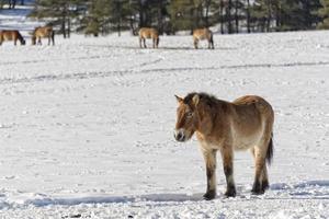 mongol horse on snow photo