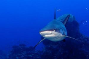 un tiburón gris mandíbulas listas para atacar bajo el agua retrato de cerca foto