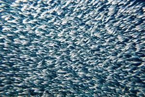 bola de cebo gigante de peces de vidrio que se mueve bajo el agua foto