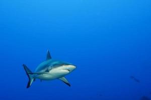 un tiburón gris mandíbulas listas para atacar bajo el agua retrato de cerca foto