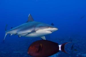 un tiburón gris mandíbulas listas para atacar bajo el agua retrato de cerca foto