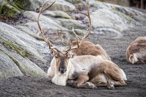 reindeer portrait in winter time photo