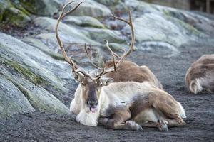 reindeer portrait in winter time photo