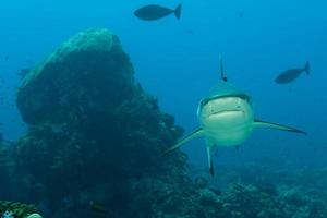 A grey shark jaws ready to attack underwater close up portrait photo